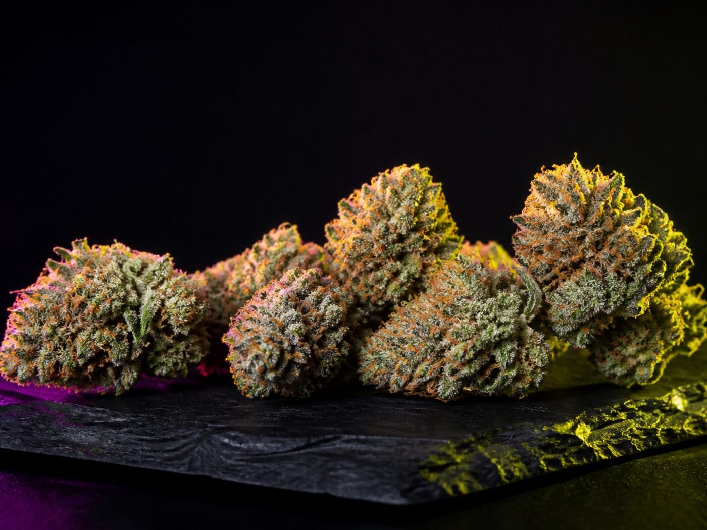Studio catalog shot of colorful hybrid flower on slate