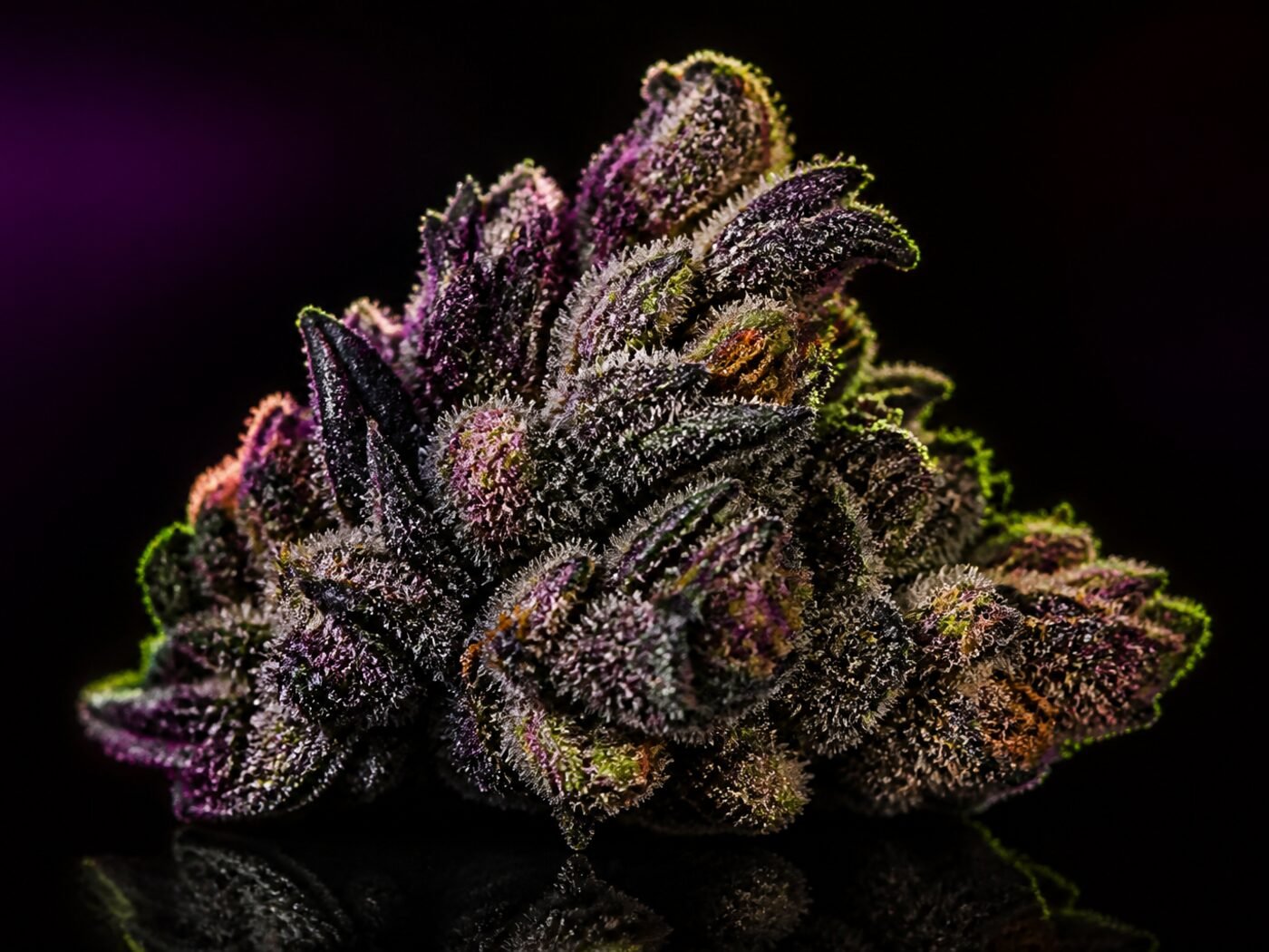 Studio shot of dark premium flower on black acrylic